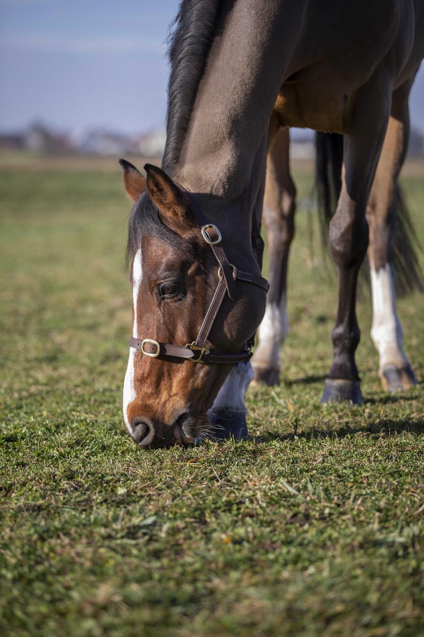 Norton Club Cuir Lädergrimma Havana (Foal)
