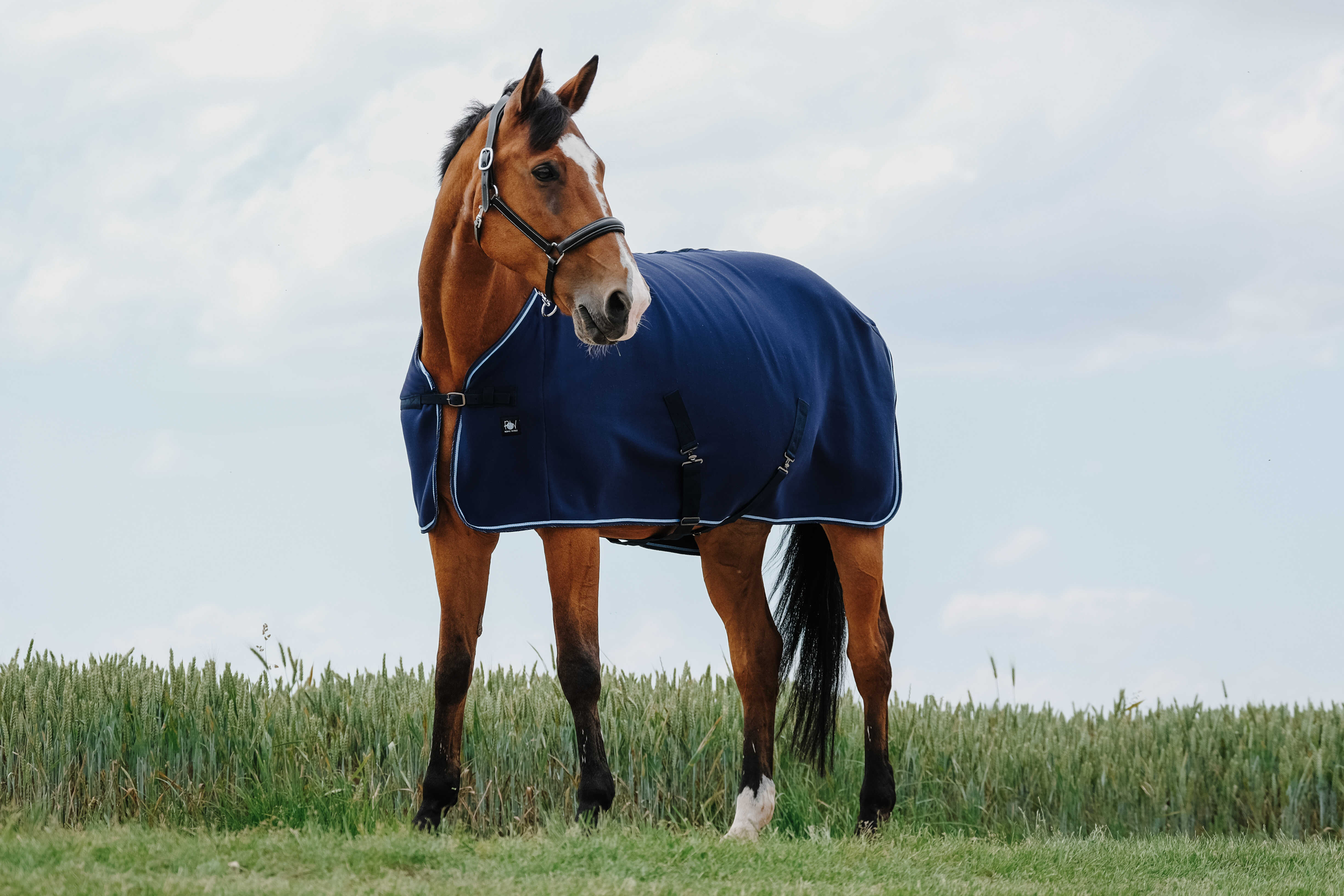 Riding World Drying Sheet/Sweat Rug Navy blue - 2