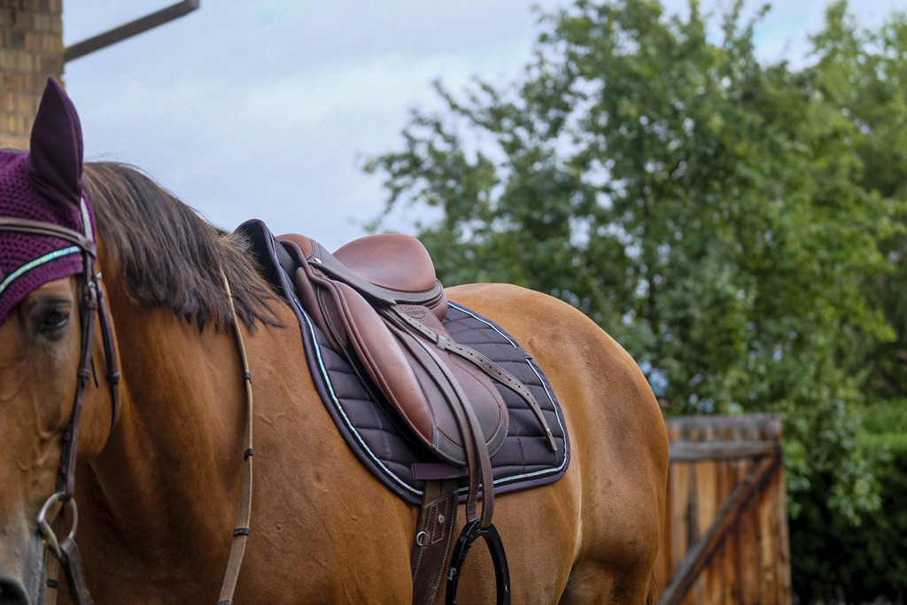 EQUITHEME 'Domino' Saddle Pad Purple - Full size - 4