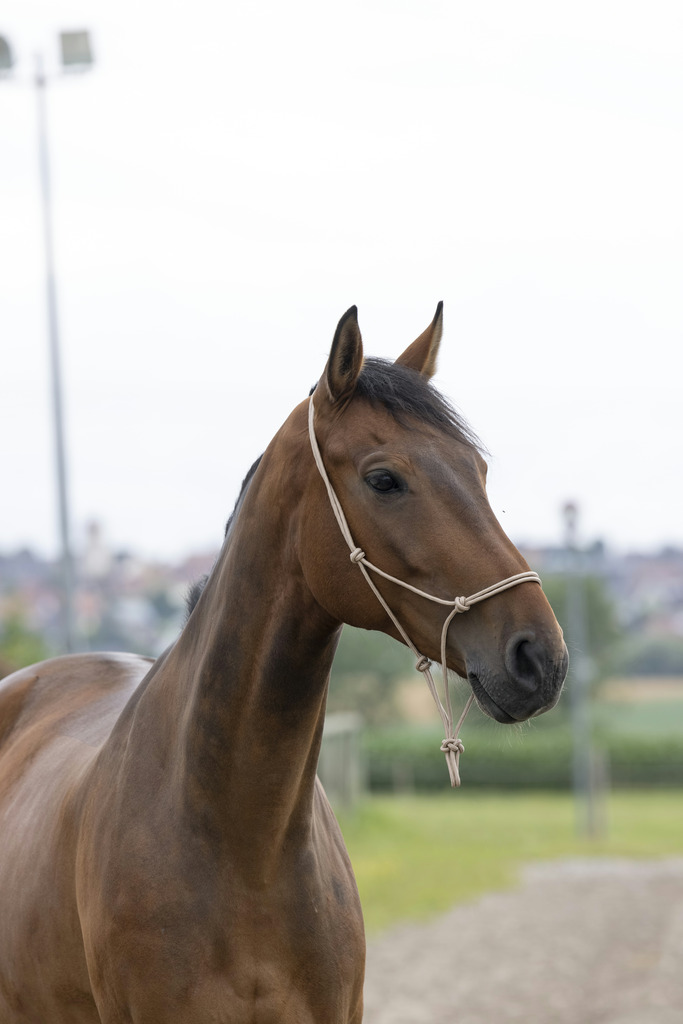 NORTON First Rope Headcollar Beige - Full size - 2