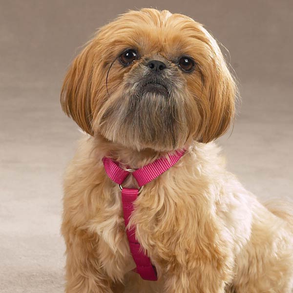 Petsters Nylon Harnesses - 3