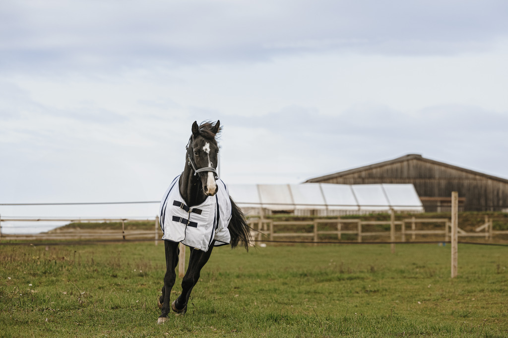EQUITHEME Insect-proof Sheet - Mesh White - 8