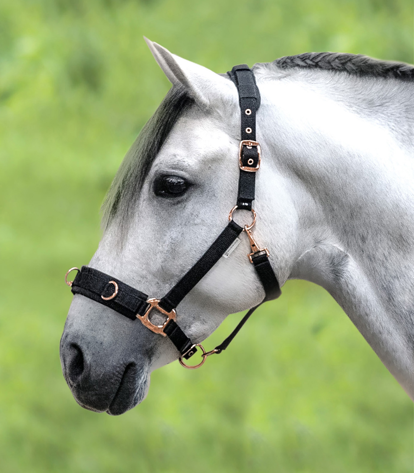 Waldhausen Rosé Lunging Halter black - 2