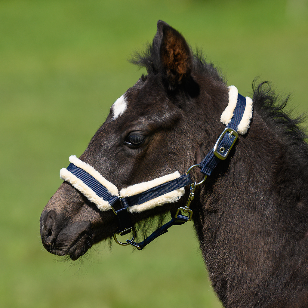 Globus Kenzo Varsariimu – Tummansininen (Pony), Globus Sport