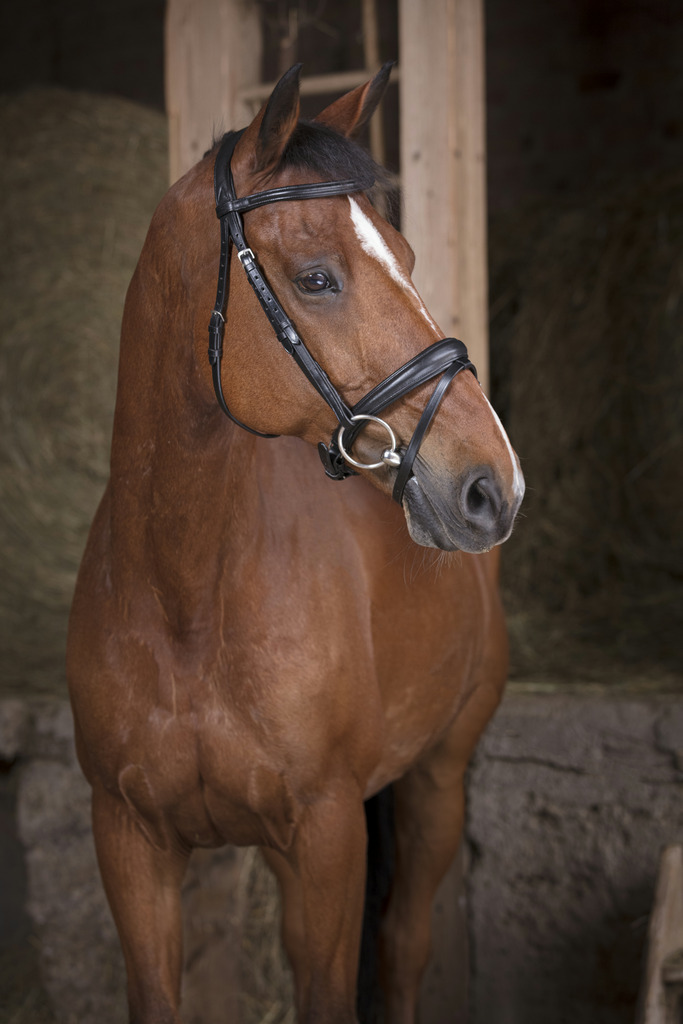 NORTON PRO Soft Bridle Black - 2