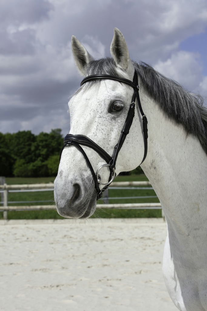 NORTON PRO Vague Träns Svart (Cob)