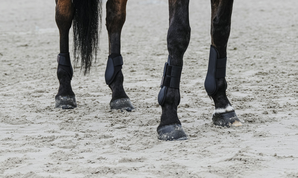 EQUITHEME Tendon Boots Black - 4