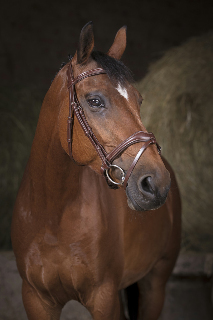 NORTON PRO Vague Träns Havana (Cob)