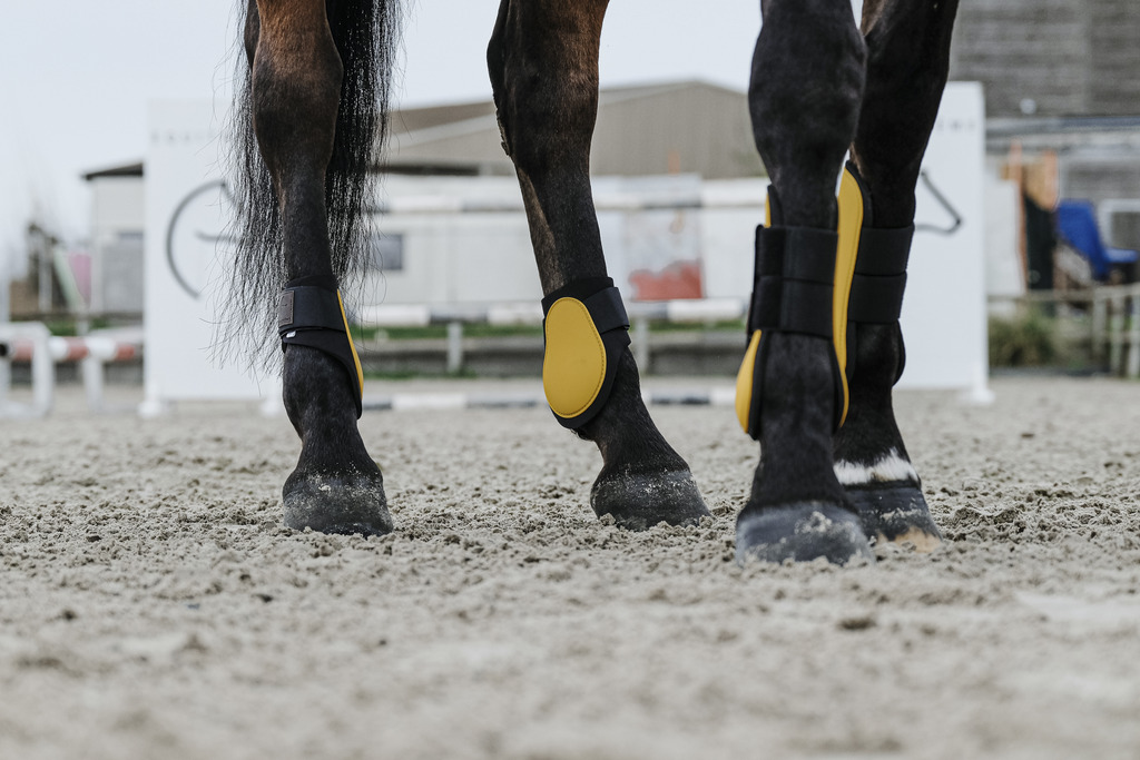 EQUITHEME Tendon Boots Gold - 5