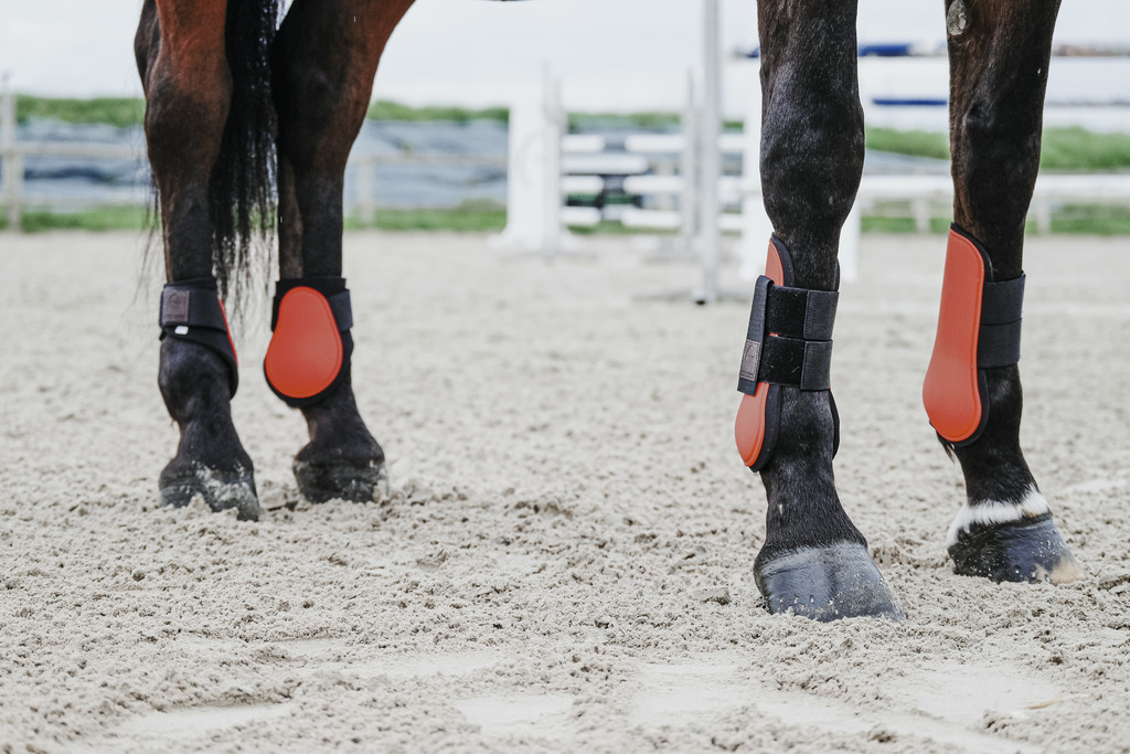 EQUITHEME Tendon Boots Orange - 5