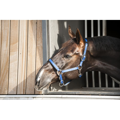 CATAGO halter royal blue - 2