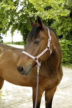 Ruutukuviollinen riimu Covalliero – Pony