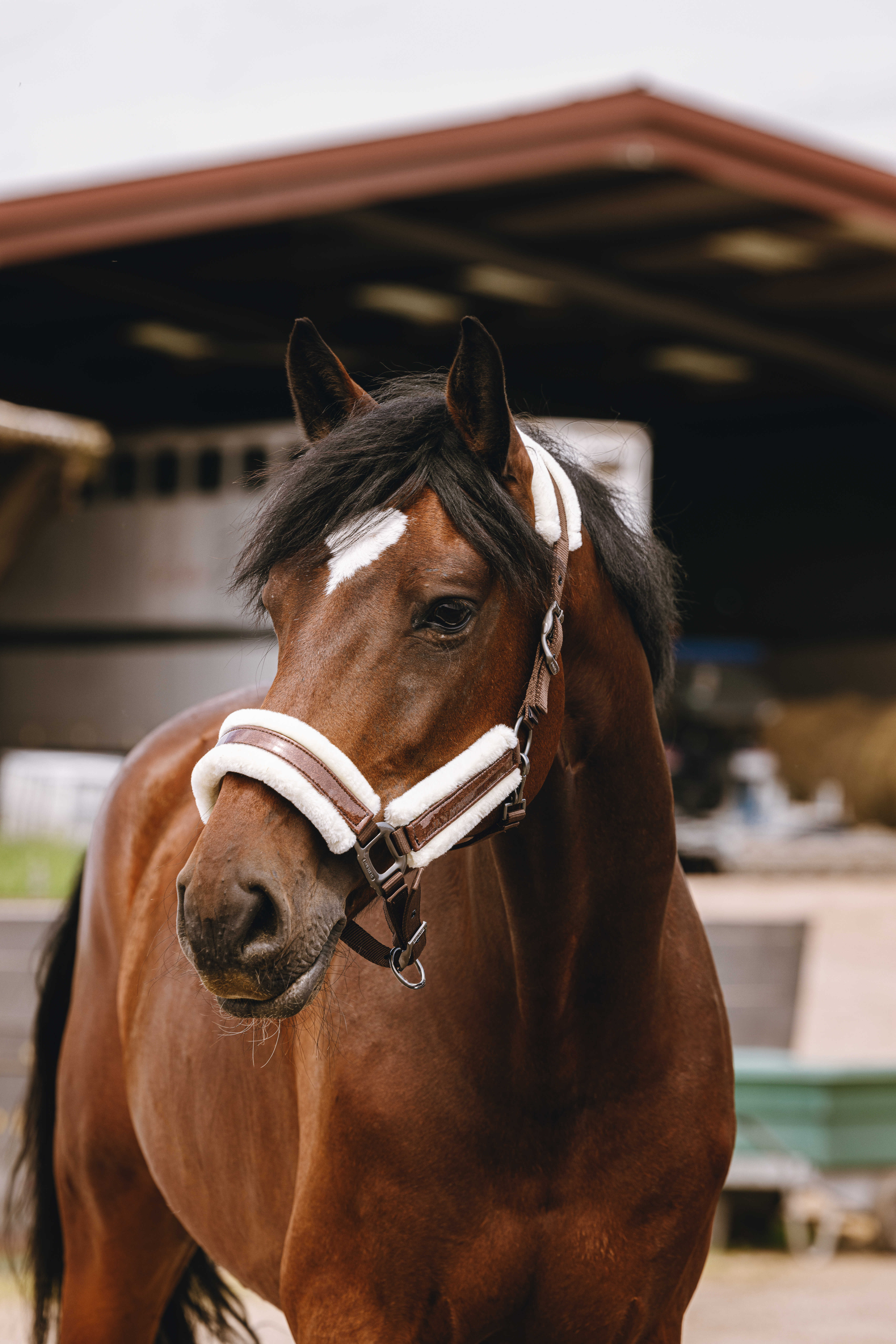 Equitheme Fashion Riimu Chestnut - 2