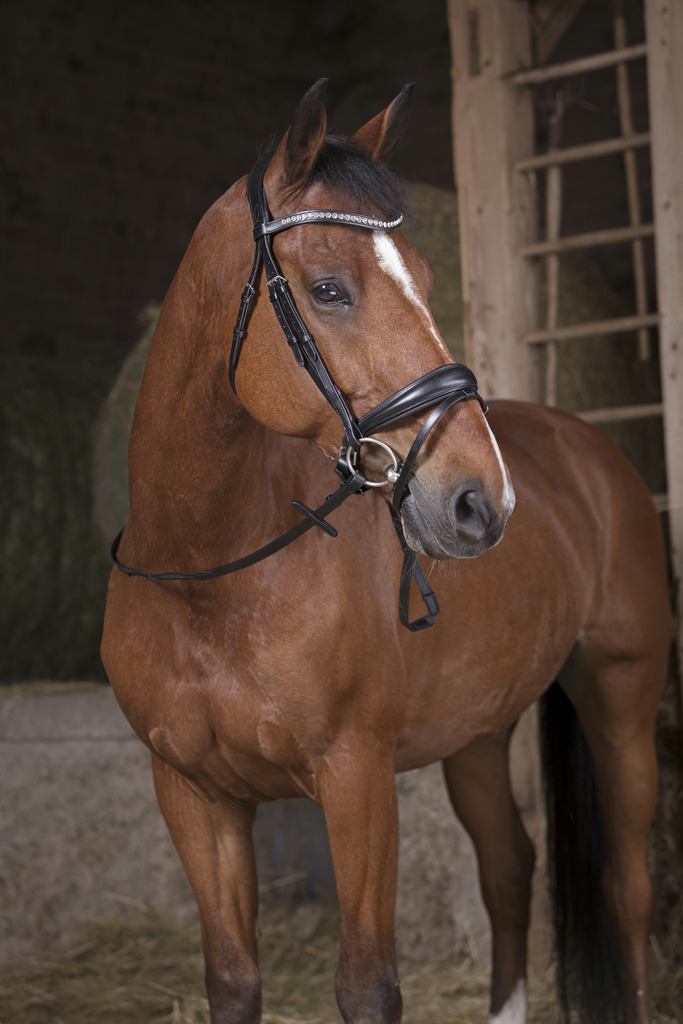 NORTON PRO Grip Tyglar Svart/Svart - Full size - 2