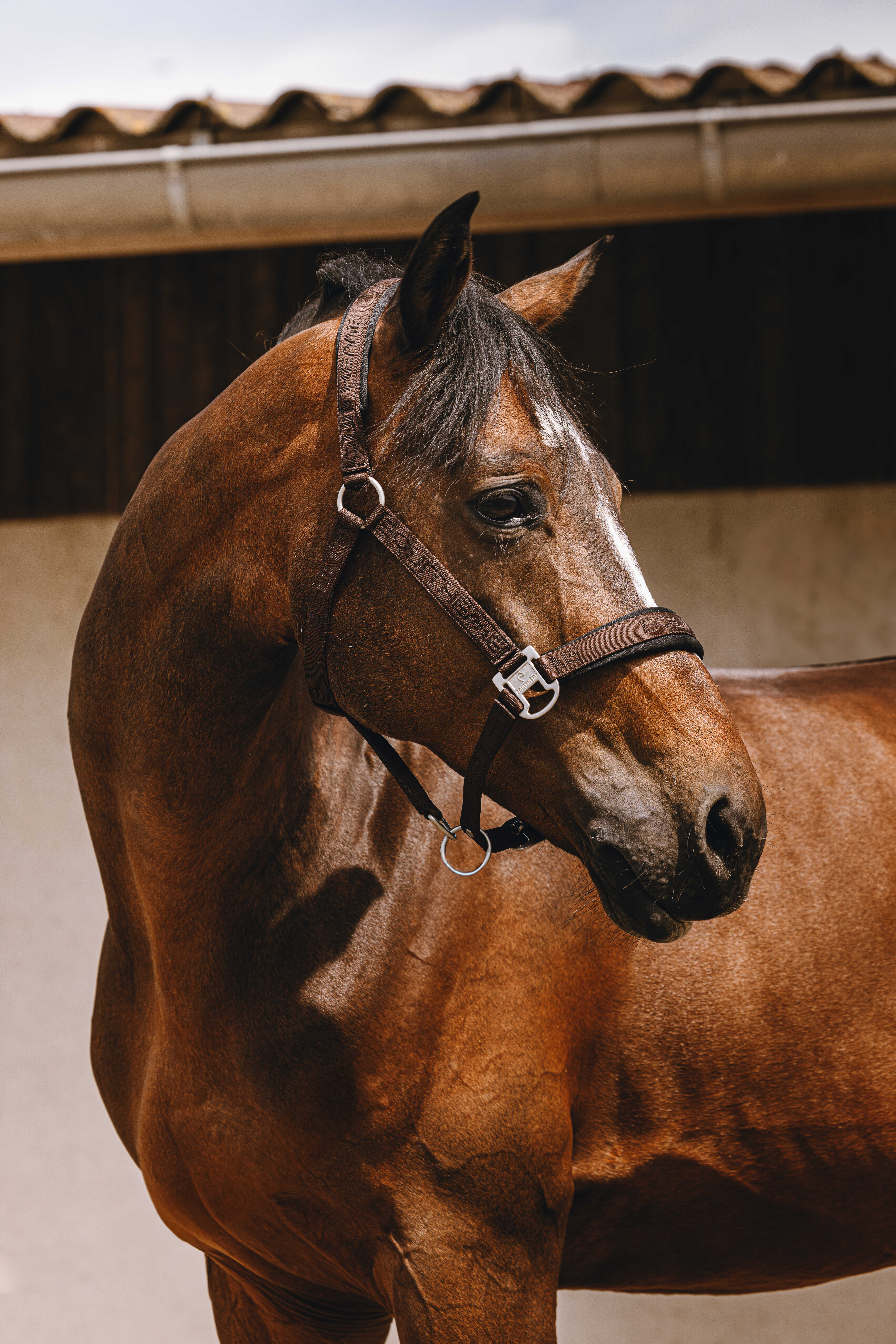 Equitheme Jacquard Riimu Chestnut - 2