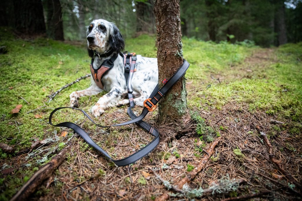 Non-stop Dogwear Touring Bungee Koppel - Adjustable - 4