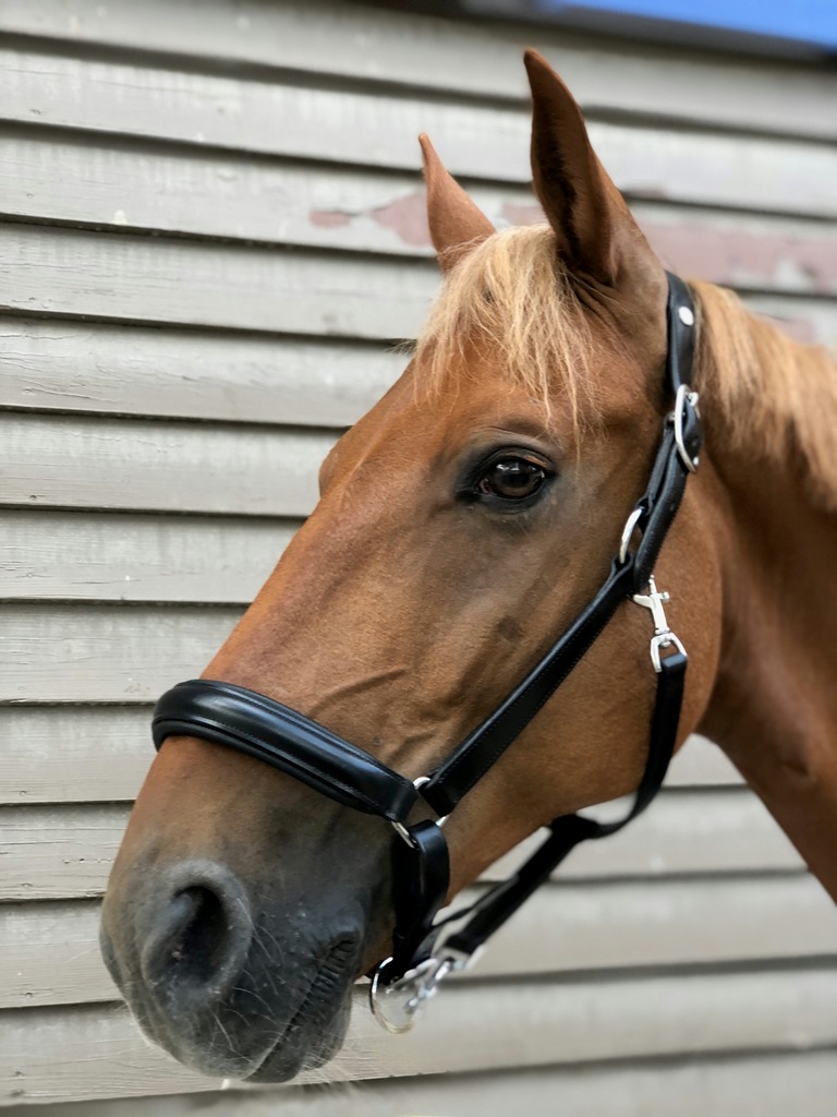 NORTON PRO Anatomisk Grimma Havana (Cob)