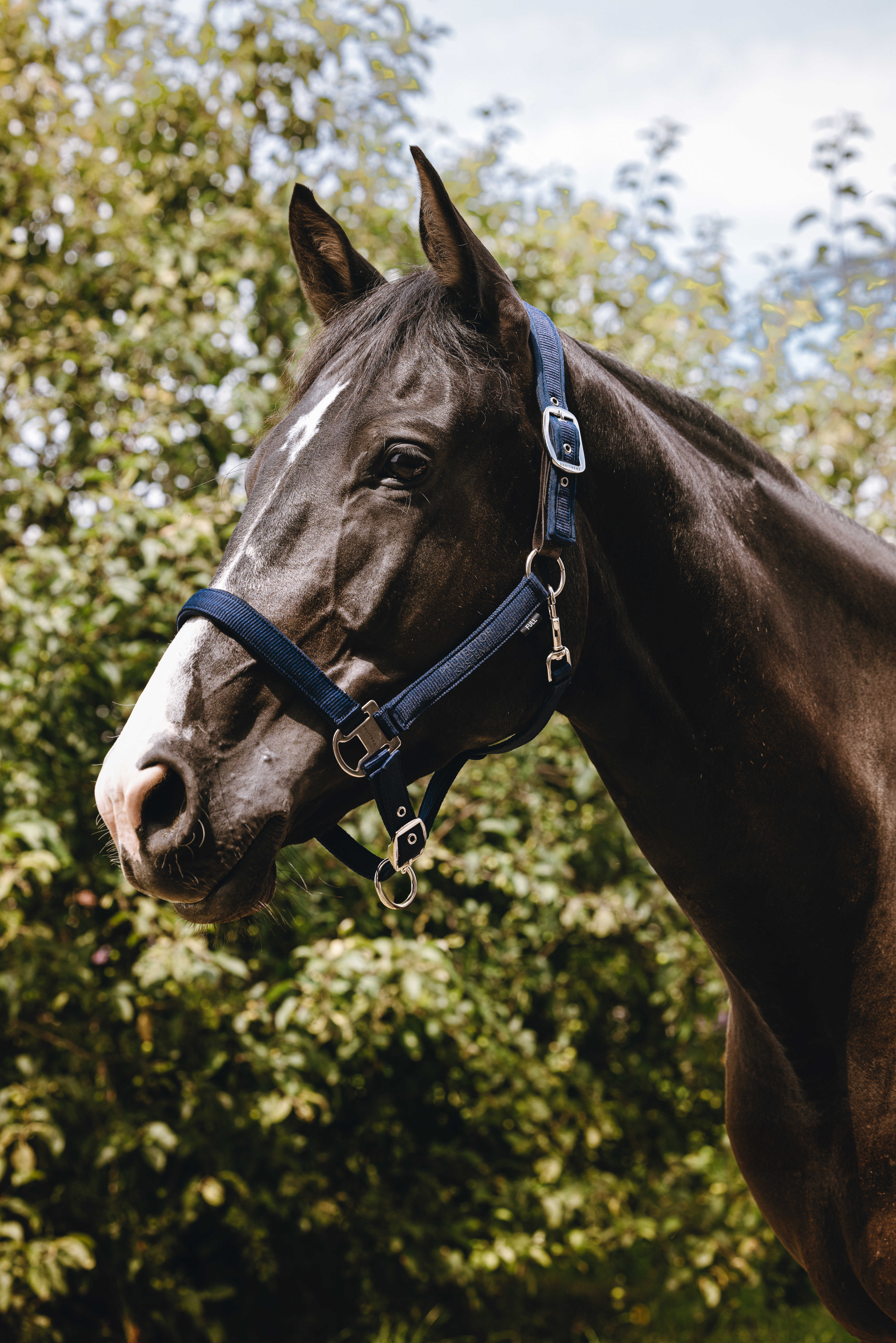 Equitheme Protector Riimu Navy - 2