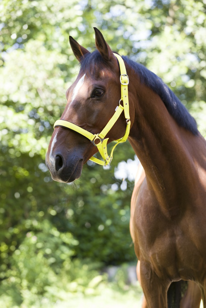 NORTON 'Fluo' Fodrad Grimma Gul (Cob)