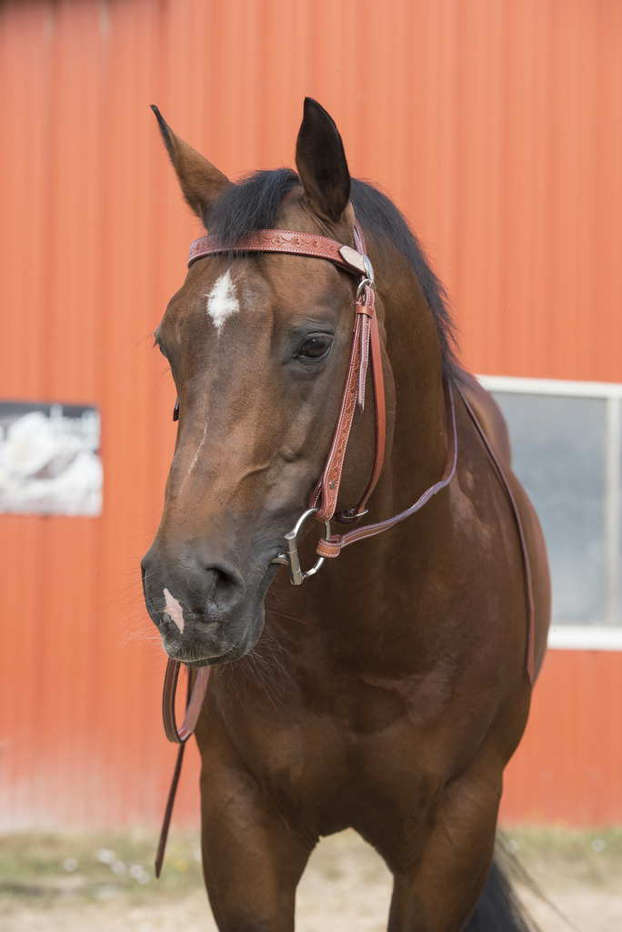 Randols Two Tone Bridle - Chestnut/Natural  - 6