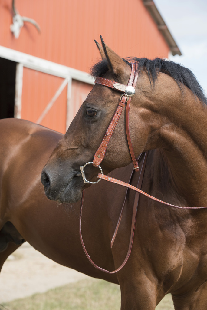 Randols Two Tone Bridle - Chestnut/Natural  - 3