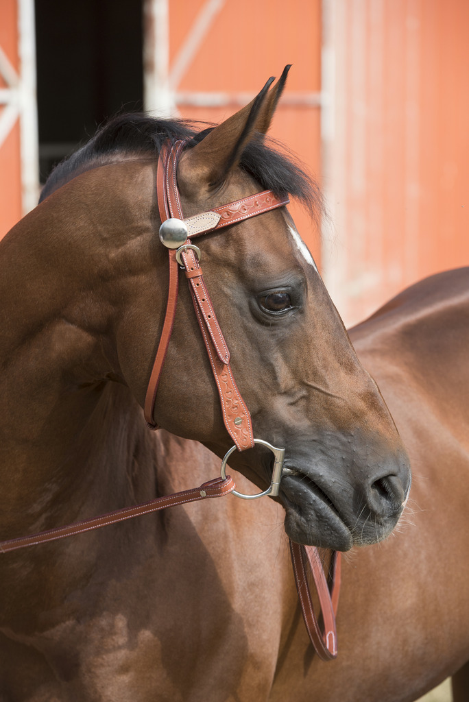 Randols Two Tone Bridle - Chestnut/Natural  - 2