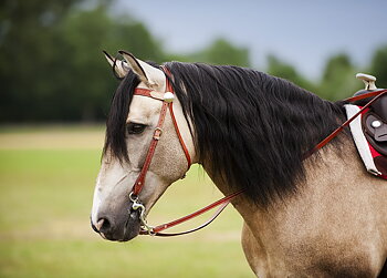 Randols Two Tone Bridle - Chestnut/Natural