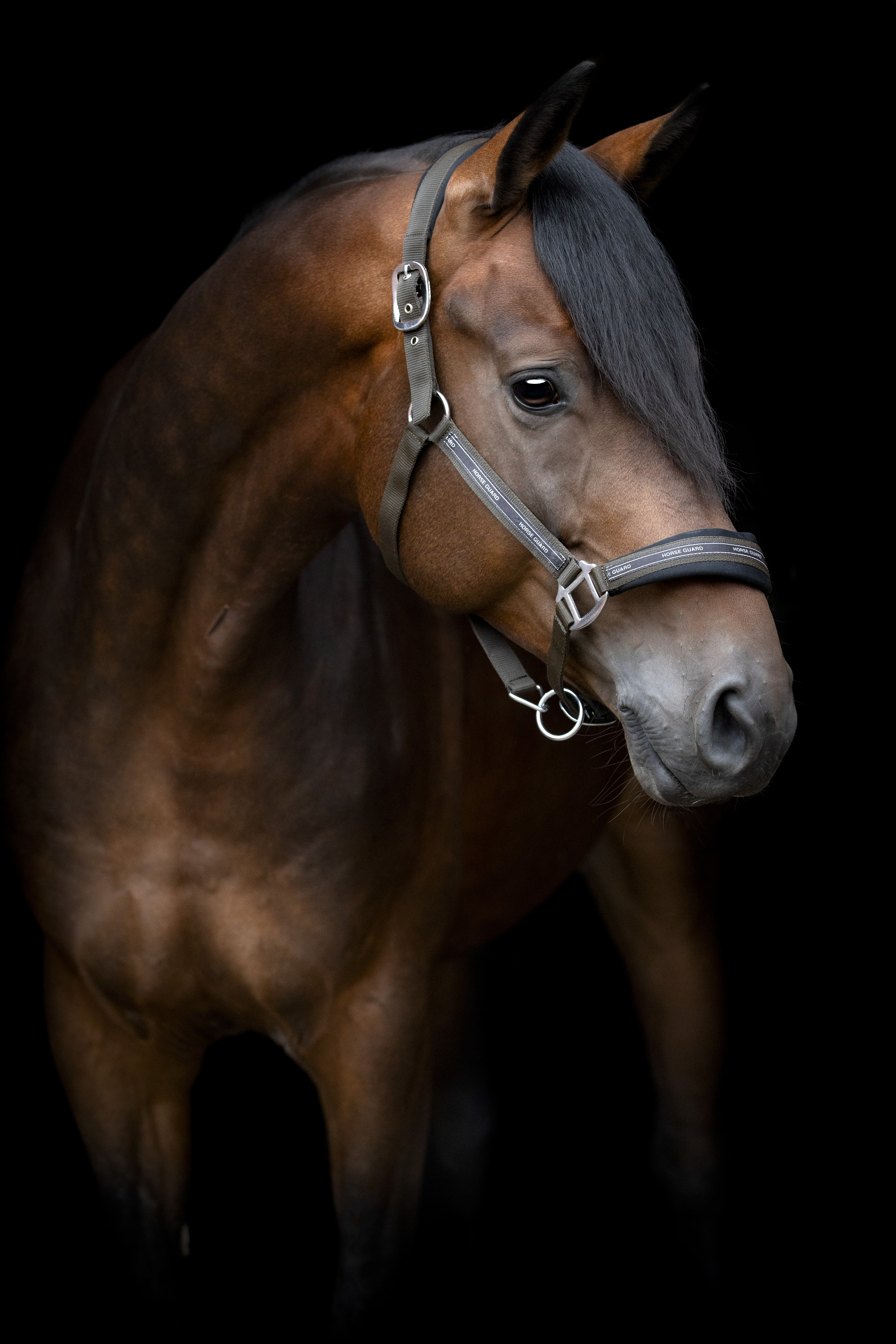 HorseGuard Maison Halter - Mud