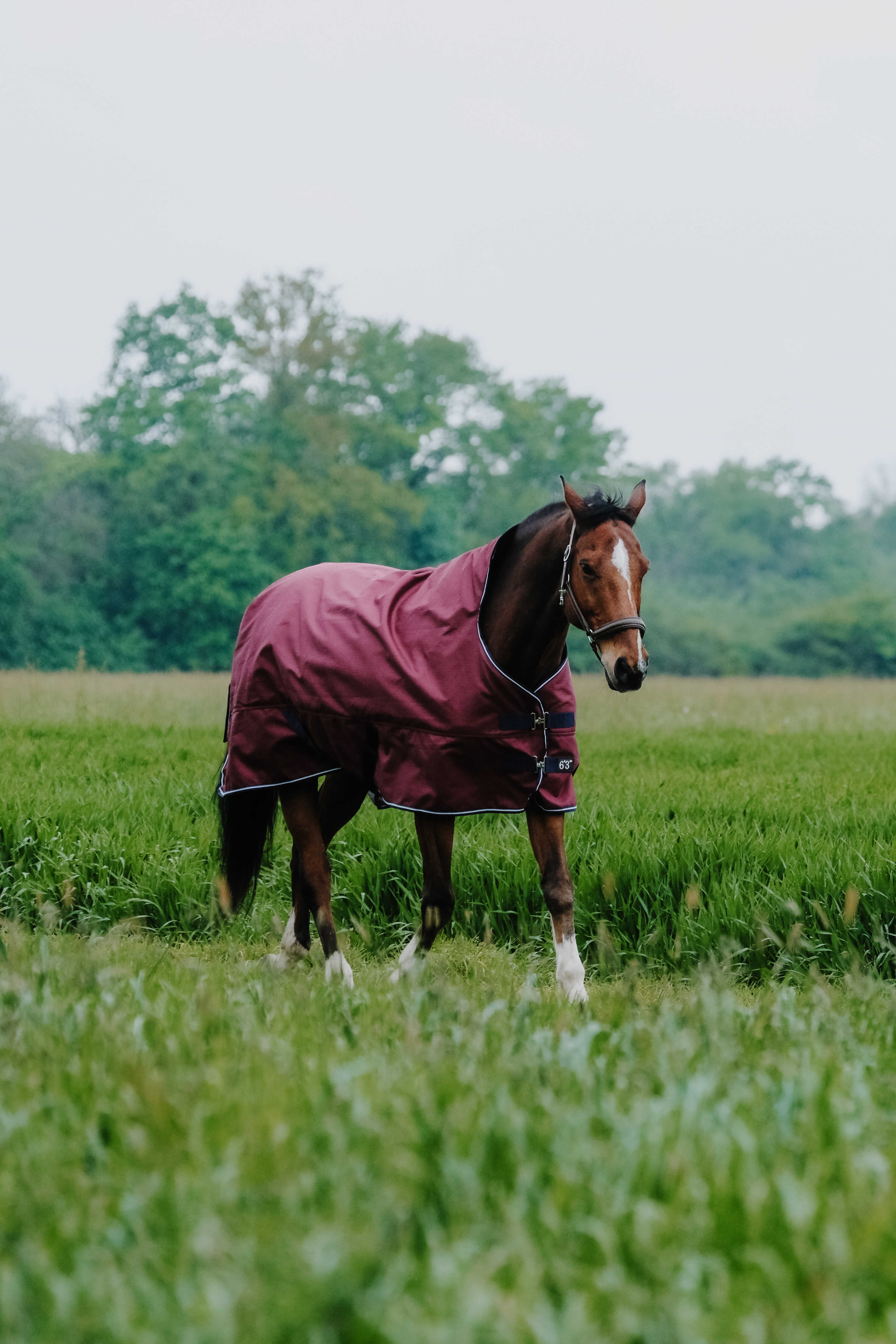 Equitheme Tyrex 1200 D High Neck Turnout Rug with Half Neck Burgundy - 2