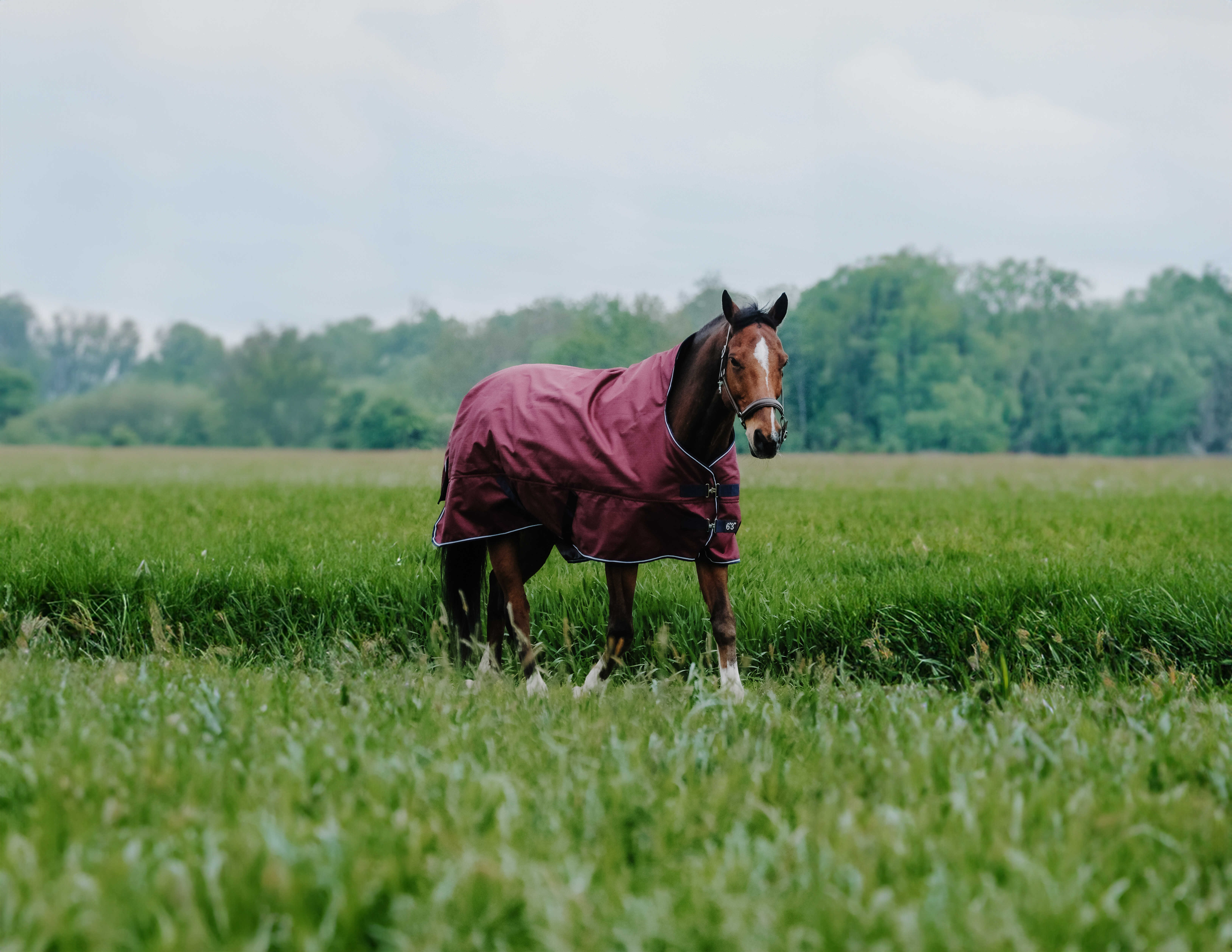 Equitheme Tyrex 1200 D High Neck Turnout Rug with Half Neck Burgundy - 4