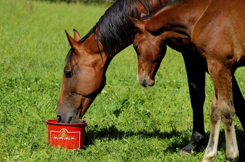 Kevin Bacon's Hoof Formula Dietary Supplement - 5 kg  - 2