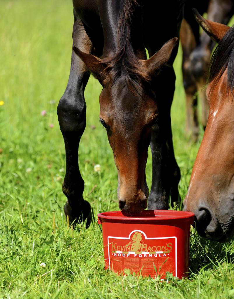 Kevin Bacon's Hoof Formula Dietary Supplement - 5 kg  - 4