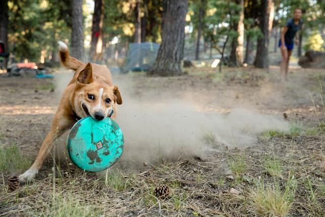 Ruffwear Hover Craft Aurora Teal