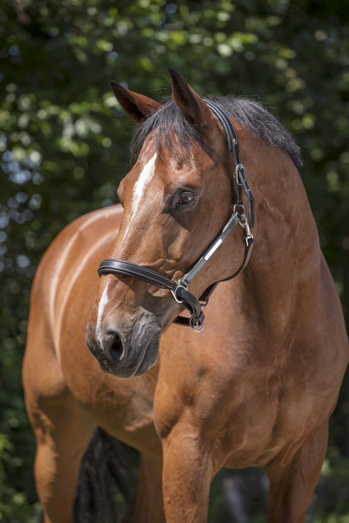 NORTON PROGrooming Lädergrimma Svart (Cob)