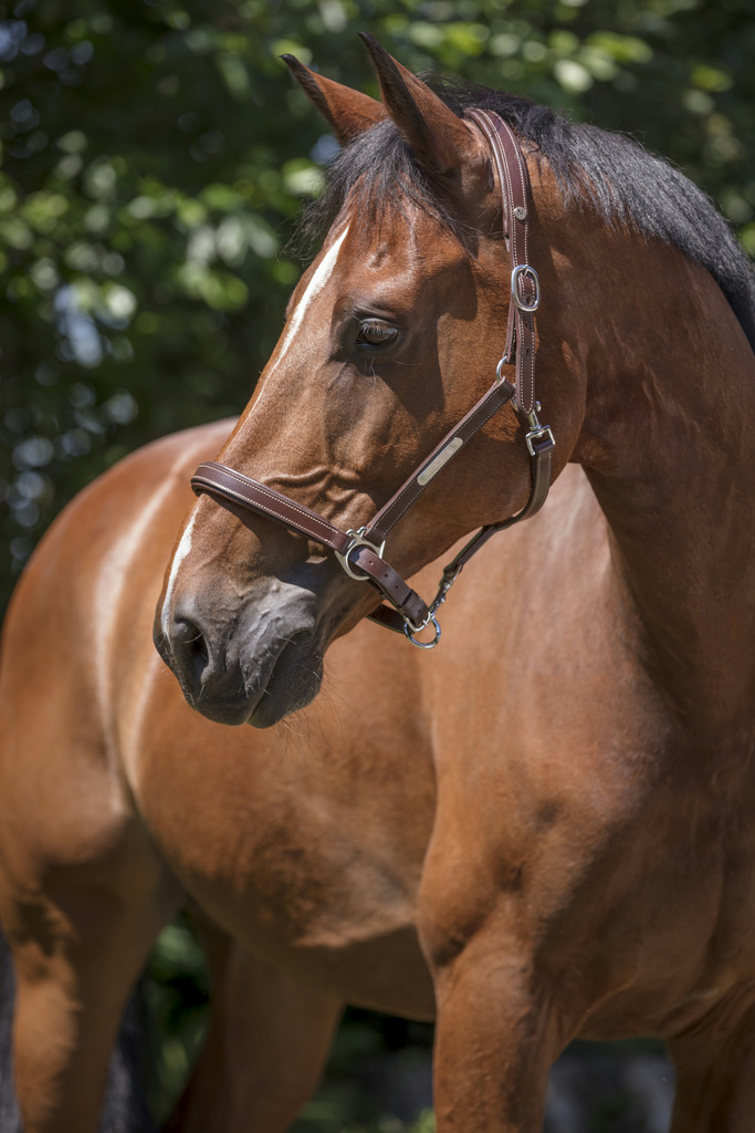 NORTON PRO Grooming Leather Headcollar Havana - 2