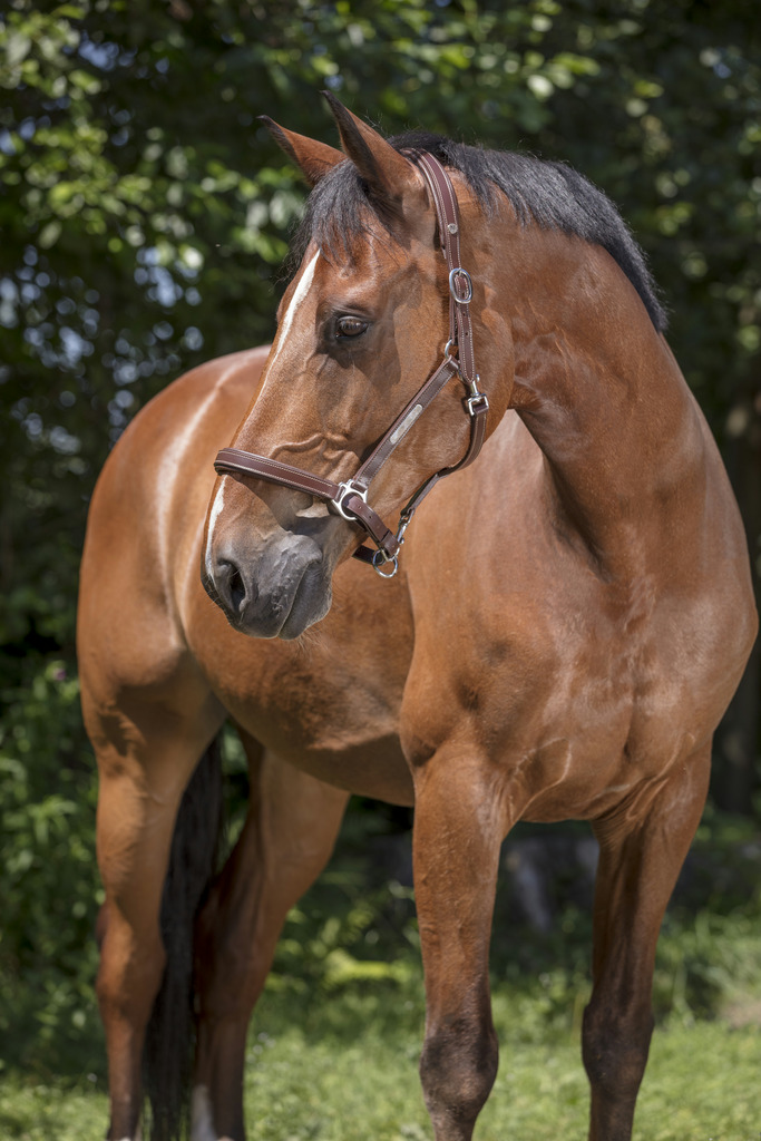 NORTON PROGrooming Lädergrimma Havana (Cob)