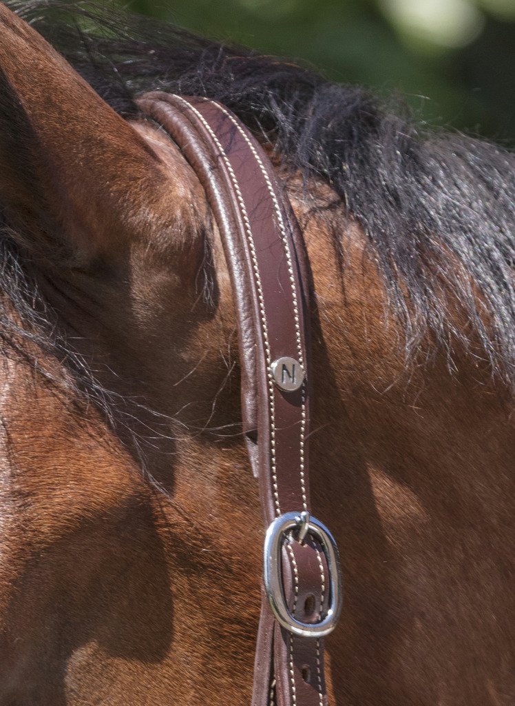 NORTON PRO Grooming Leather Headcollar Havana - 4