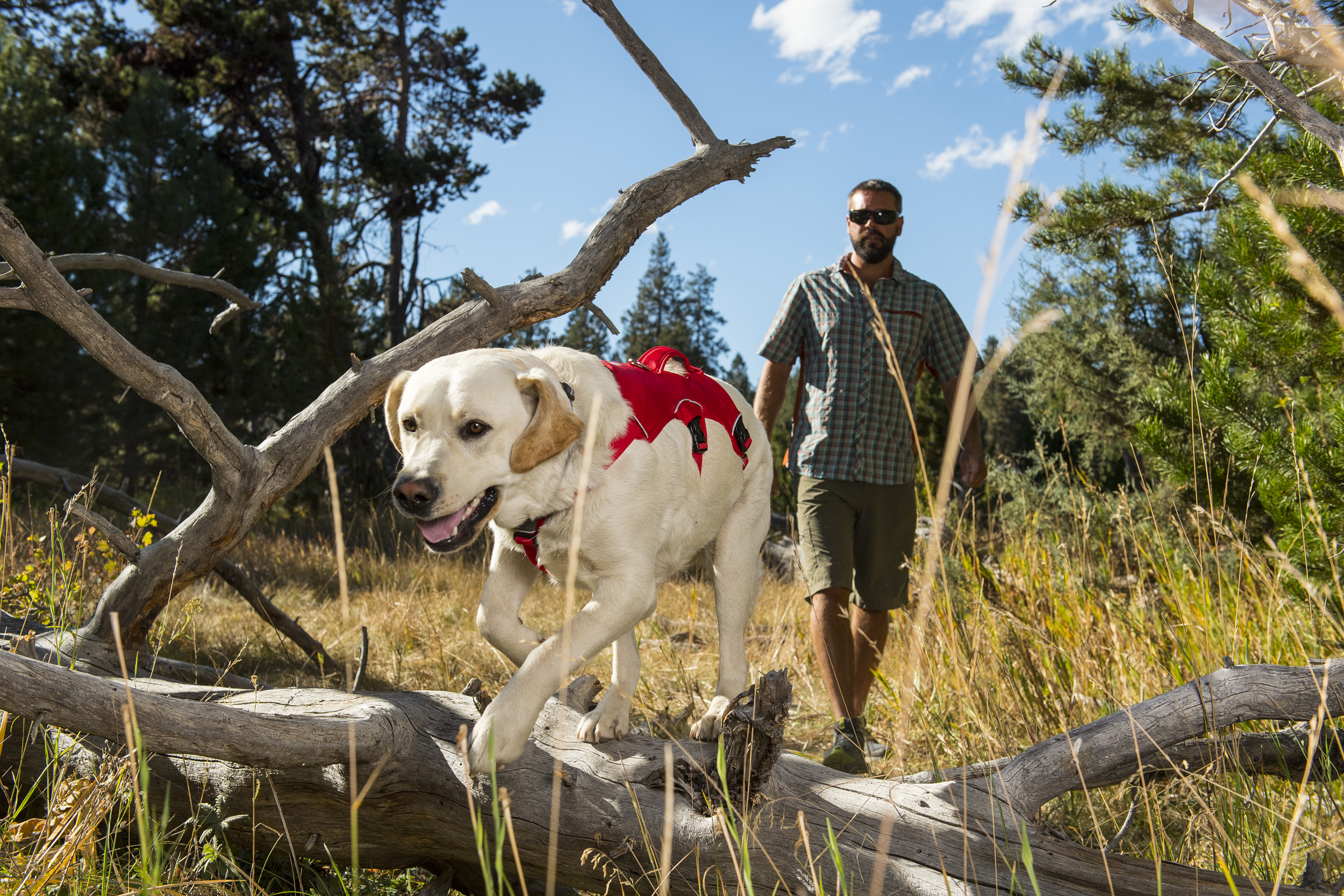 ruffwear webmaster dog harness