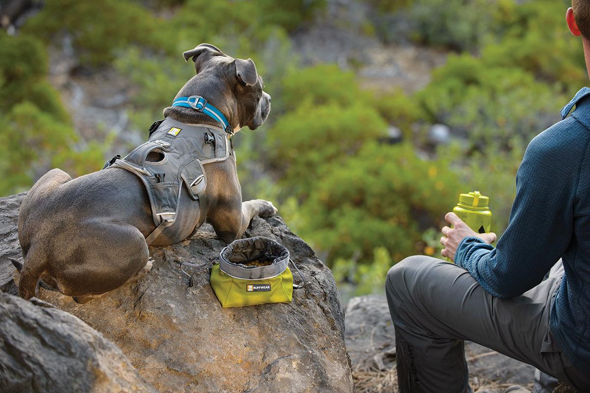 webmaster dog harness