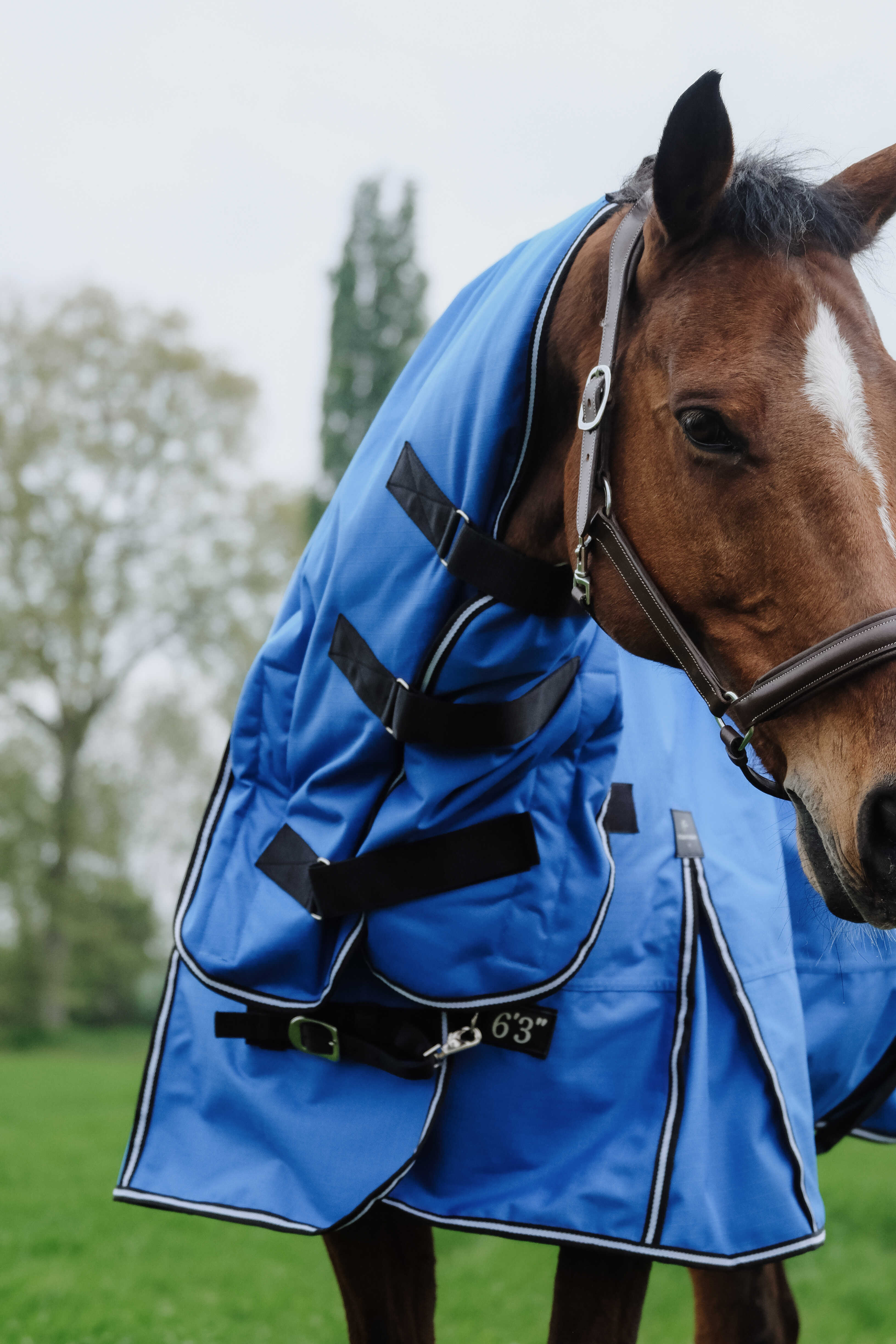 Equitheme Tyrex Aisance 1200 D Combo Turnout Rug with Fixed Neck, 100 g Royal blue - 4