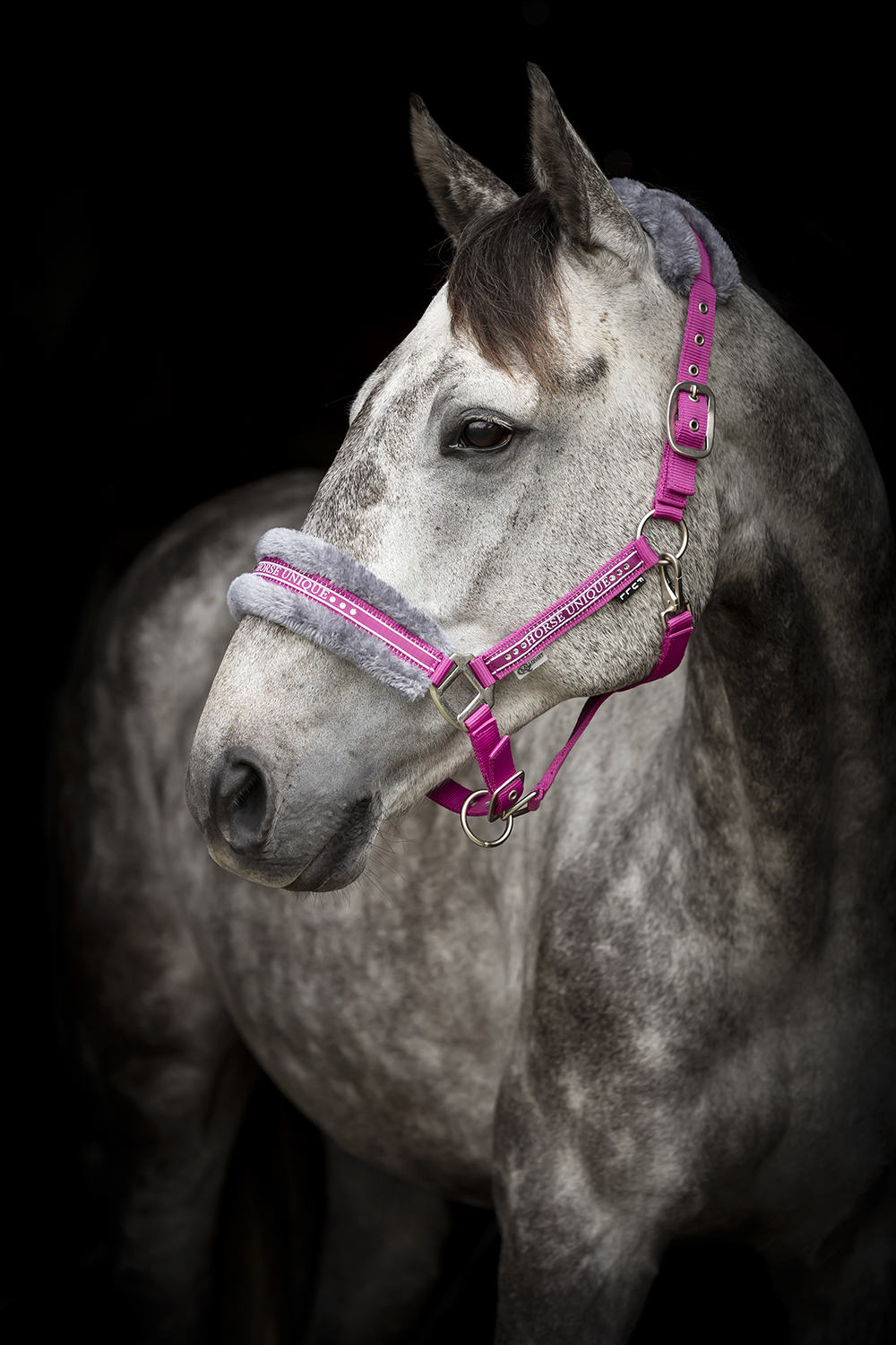 Källquist Equestrian- Grimma Horse Unique - Lila/Cerise, Ponny