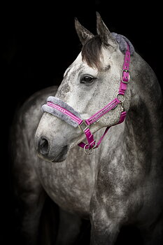 Källquist Equestrian- Grimma Horse Unique - Lila/Cerise, Ponny