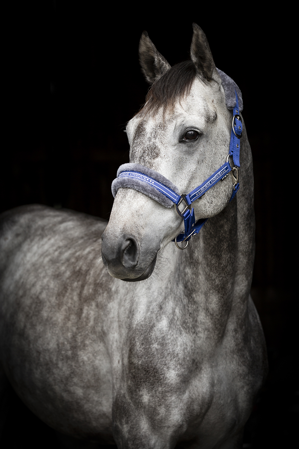 Källquist Equestrian- Grime Horse Unique - Royal Blå, Ponni