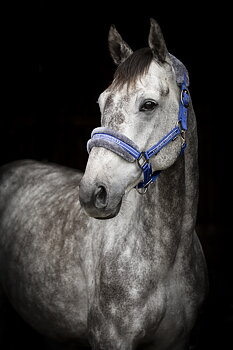 Källquist Equestrian- Grime Horse Unique - Royal Blå, Ponni