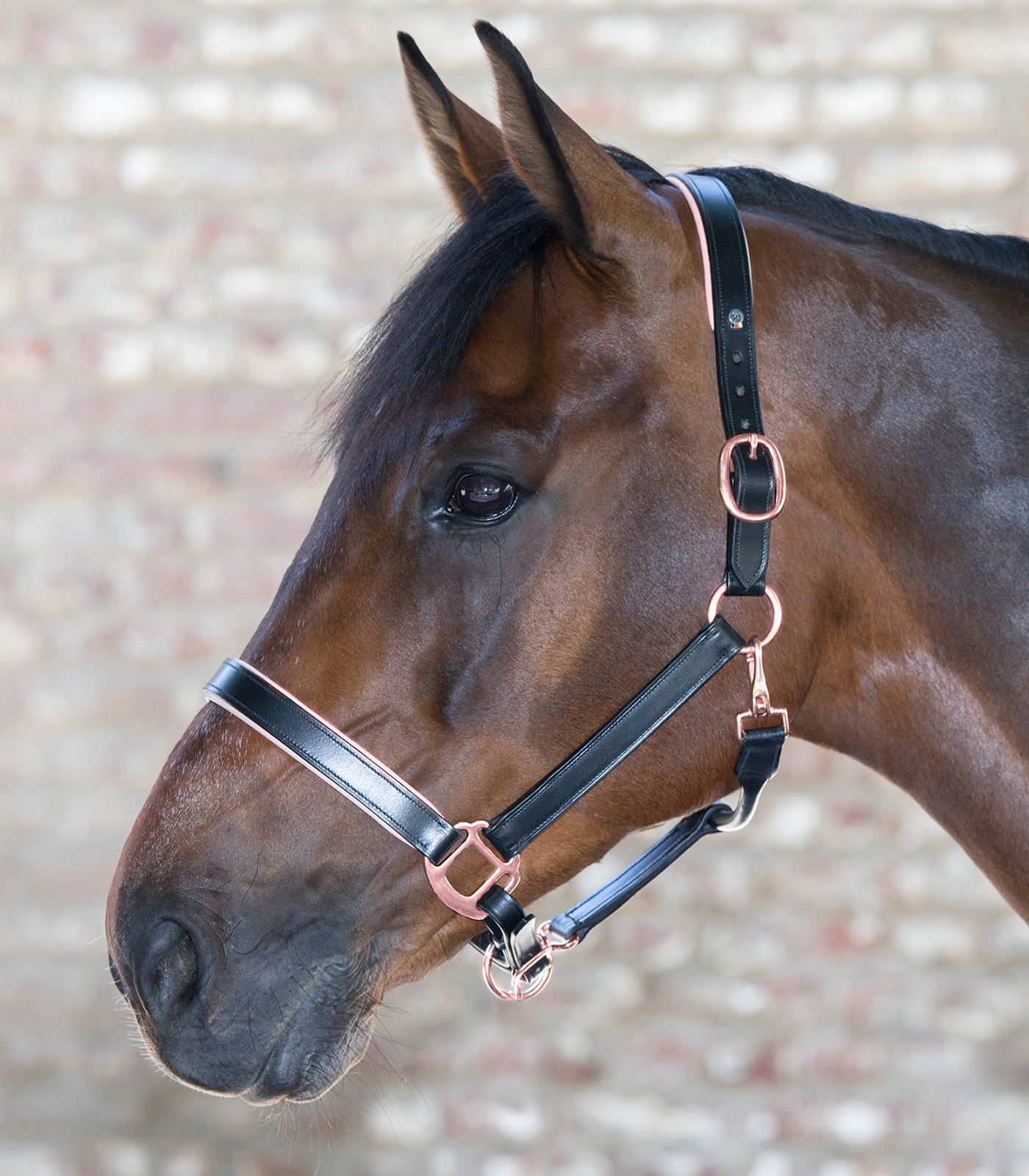 Waldhausen X-Line Leather Halter Rosé black - 2