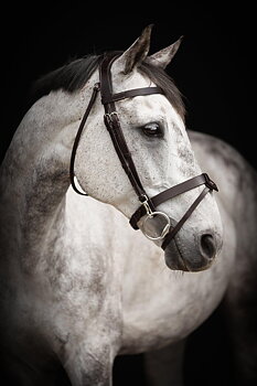 Bridle Lippo Basic Trainer - Black, Pony