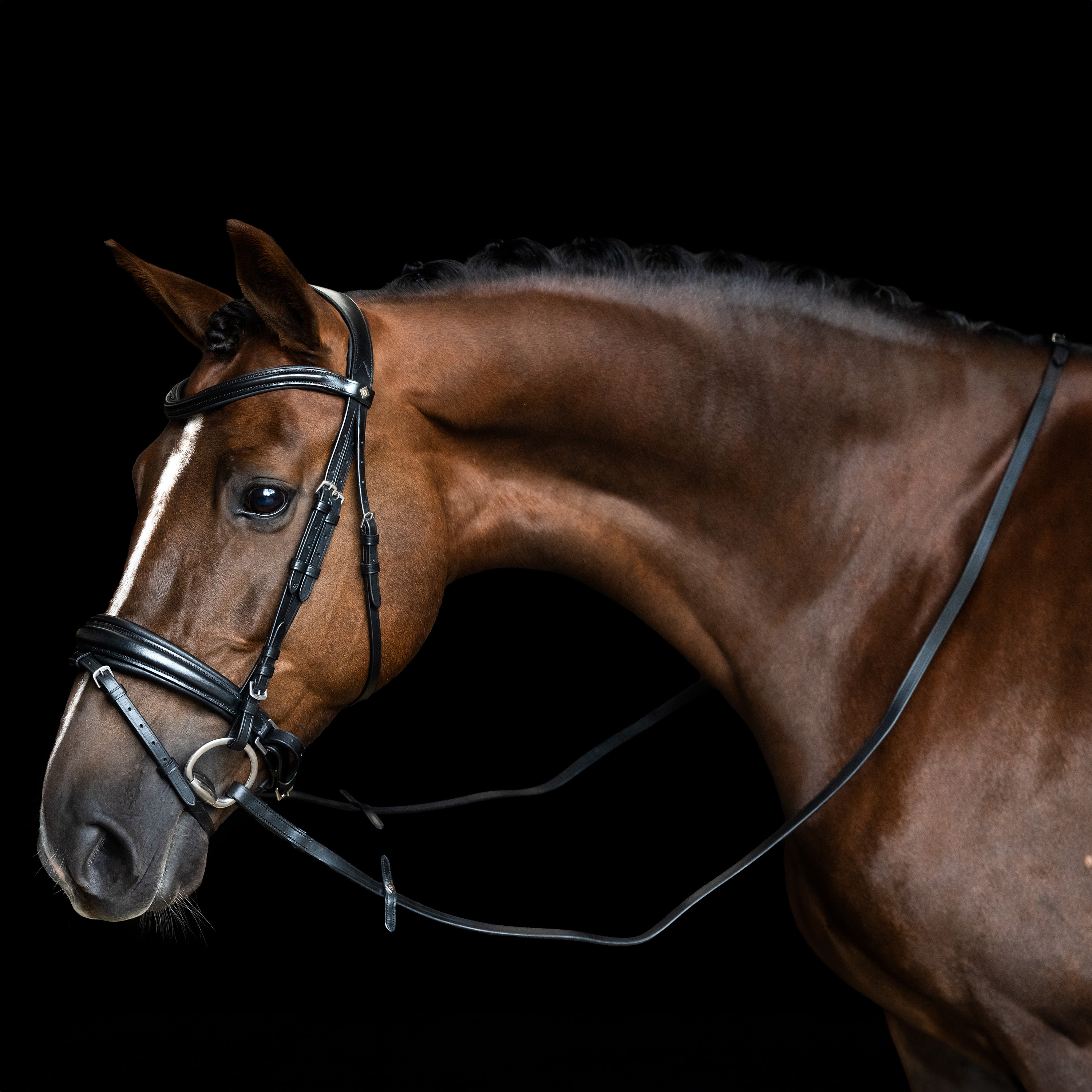Imperial Riding Tyglar slät läder - Svart