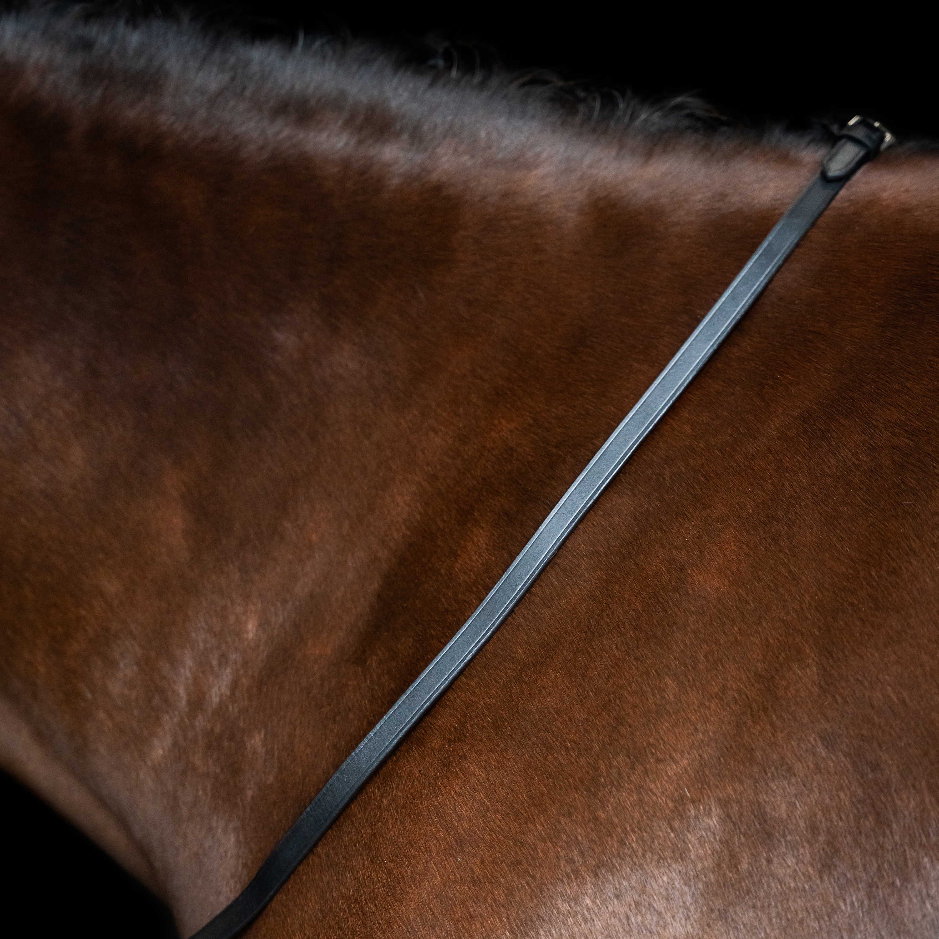 Imperial Riding Tyglar slät läder - Svart - 3