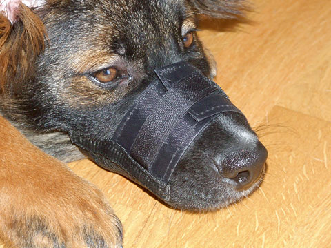 Muzzle Basket in Nylon., 30x11cm