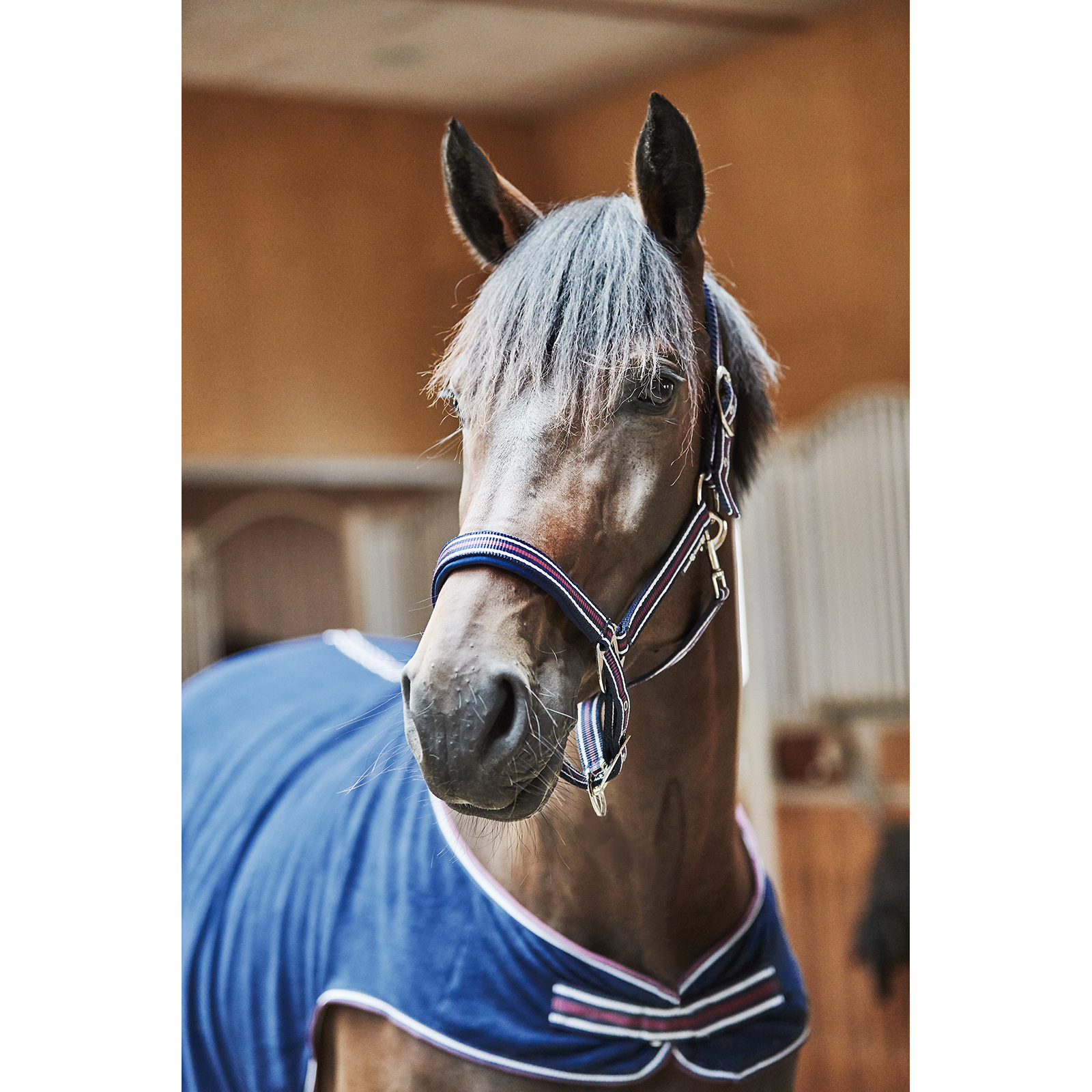 Horse Guard Kaloa Grimma Navy - 4